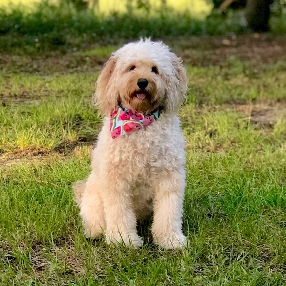 Dog Bandana + Collar Pink Watermelon Medium Large - Picture 4 of 7